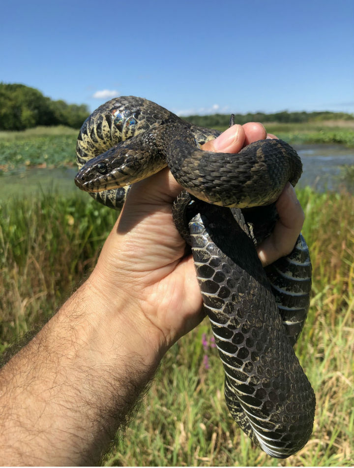Northern Water Snake